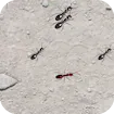 Squash These Ants 2
